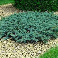 Саженцы Можжевельника горизонтального Вилтони (Juniperus horizontalis Wiltonii)