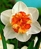 Нарциз FLOWER DRIFT 12/14, фото 4