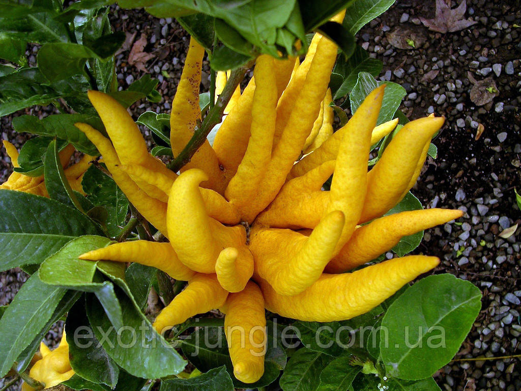 Цитрон рука Будди (лат. Citrus medica sarcodactylis) 35-40 см. (Чорренкований, укоренений)