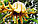 Цитрон рука Будди (лат. Citrus medica sarcodactylis) 45-50 см. (Чорренкований, укоренений), фото 8