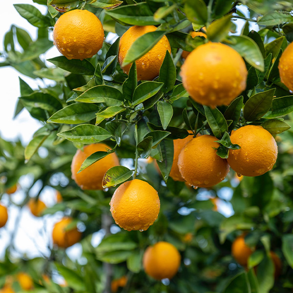 Удобрения для цитрусовых в Львовской области от компании "AgroPlanet ...