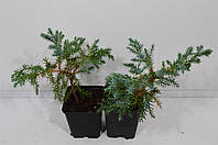 Можжевельник Блю Карпет (Juniperus squamata 'Blue Carpet') 20 см