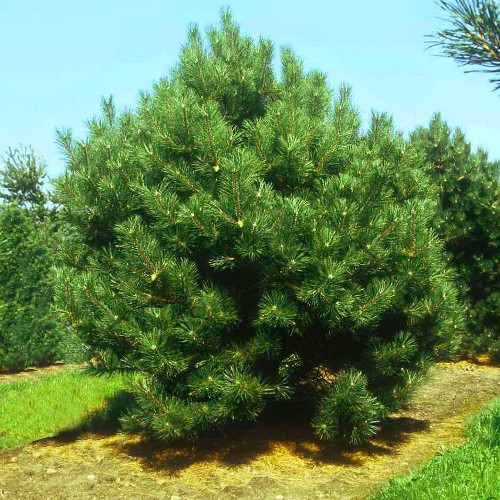 Саджанці сосни чорної 3-річний (Австрійської), (Pinus nigra austriaca)