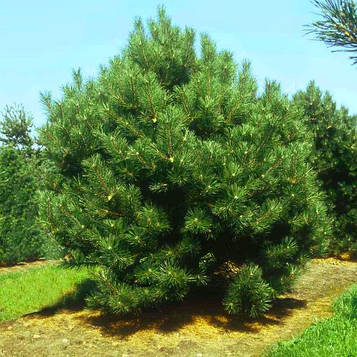 Саджанці сосни чорної (Австрійської), (Pinus nigra austriaca)