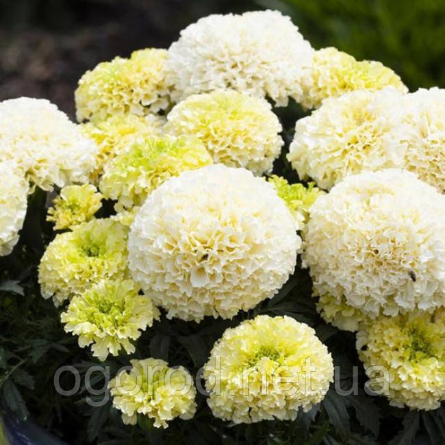 Насіння чорнобривців WhiteGold Max 10 шт Floranova Англія