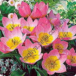 Тюльпан Saxatilis 5/6