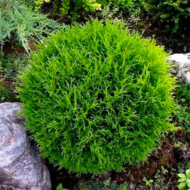 Саджанці Туї західної Хосери (Thuja occidentalis Hoseri)