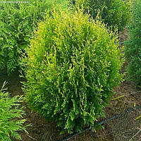 Саженцы Туи западной Столвик (Thuja occidentalis Stolwijk)