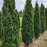 Саженцы Туи западной Холмструп (Thuja occidentalis Holmstrup)