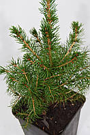 Ялина Канадська Коніка (Picea glauca Conica) 20-25 см