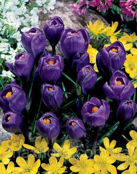 Крокус Flower Record 6/7
