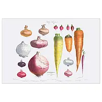 PJATTERYD Картина, Цибуля, редиска та морква, 118х78 см.