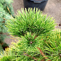 Сосна тунберга Маїджіма / d 80-90 / Pinus thunbergii Maijima, фото 5
