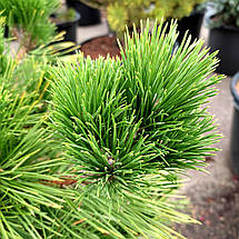 Сосна тунберга Маїджіма / d 80-90 / Pinus thunbergii Maijima, фото 3