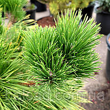 Сосна тунберга Маїджіма / d 80-90 / Pinus thunbergii Maijima, фото 4