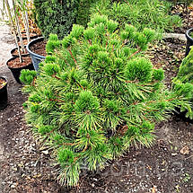 Сосна тунберга Маїджіма / d 80-90 / Pinus thunbergii Maijima, фото 6
