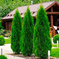 Саджанці Туї західної Смарагд (Thuja occidentalis Smaragd)