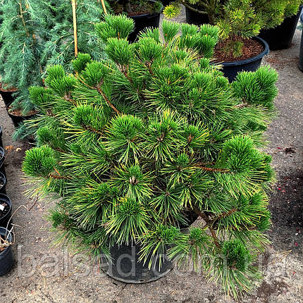 Сосна тунберга Маїджіма / d 80-90 / Pinus thunbergii Maijima, фото 1