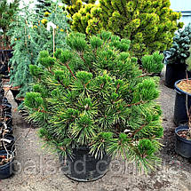 Сосна тунберга Маїджіма / d 80-90 / Pinus thunbergii Maijima, фото 3