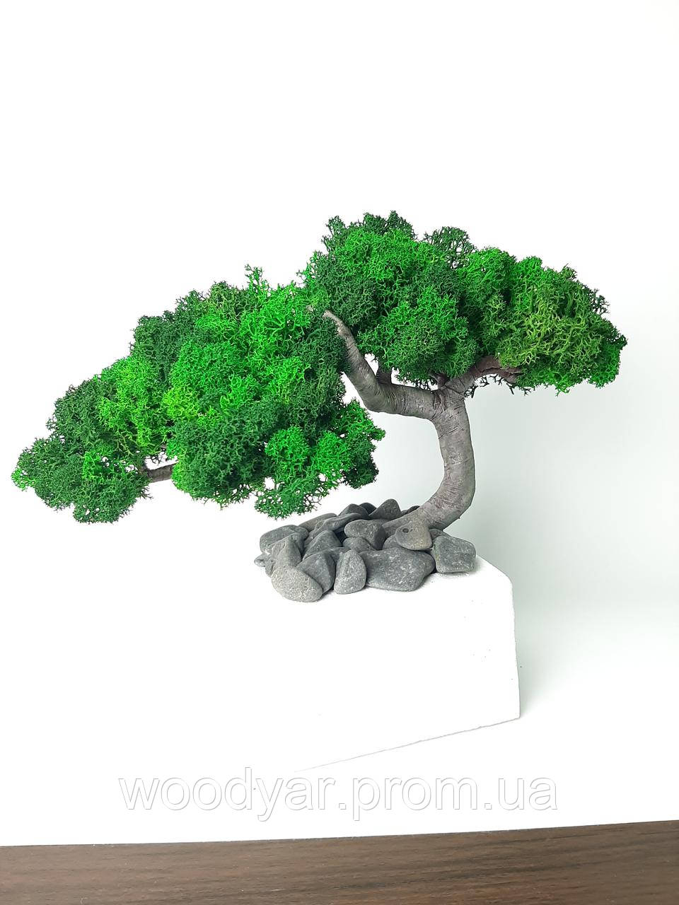Дерево бонсай з стабілізованого моху