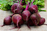 Буряк Вінегрет 10г, фото 3