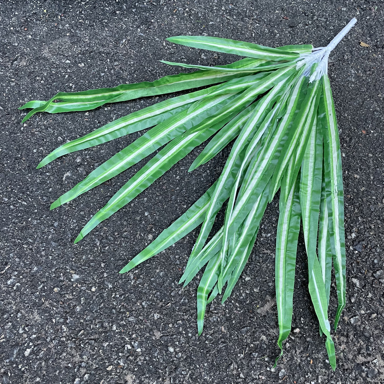 Кущ хлорофітума 35, фото 1