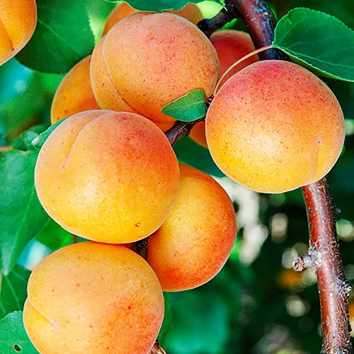 Абрикос Фаркло (пізній), фото 1