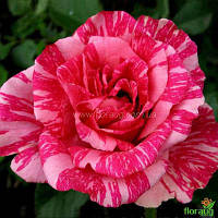 Троянда "Пінк Інтуїшн" (Pink Intuition)