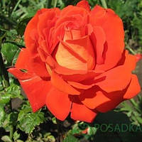 Роза чайно-гибридная "Верано"