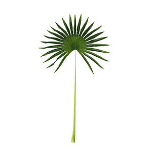 Штучне листя Fan Palm 98 см