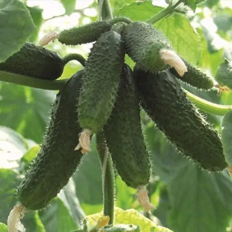 Огірок Амур F1, Bejo, 50 шт, фото 1