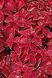 Fairway Red Velvet, фото 3