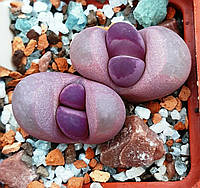 Літопс насіння Lithops optica cv Rubra F3------20 шт