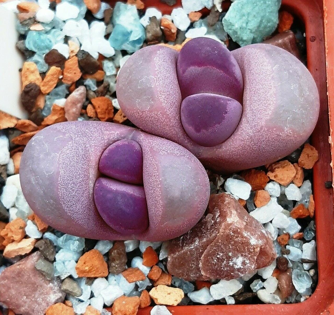 Літопс насіння Lithops optica cv Rubra F3------20 шт - фото 1 - id-p1938428533