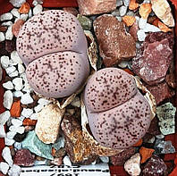 Літопс насіння Lithops pseudotruncatella v elisabethiae C187 ------50 шт