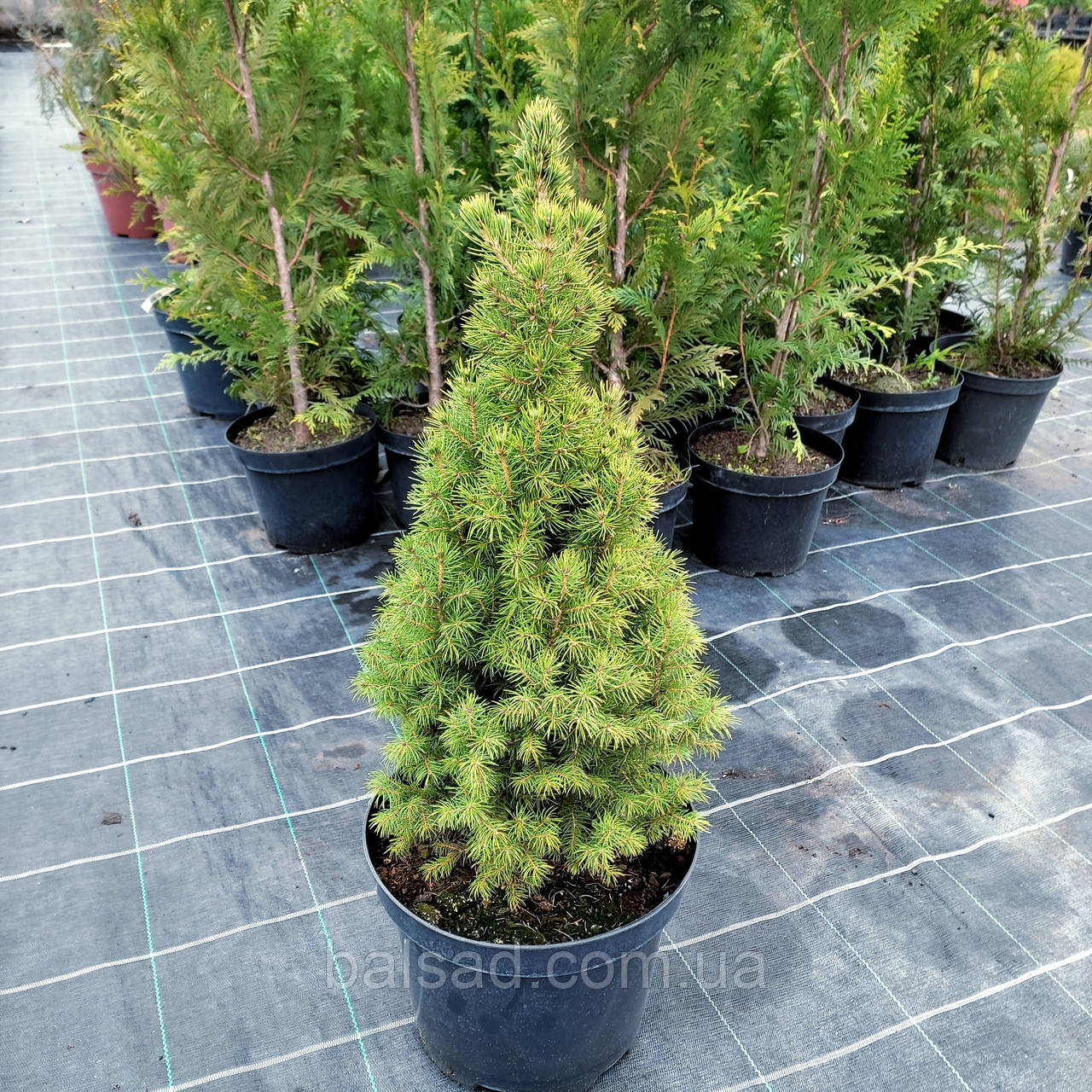 Ялина канадська Коніка / С7,5 / h 50-60 / Picea glauca Conica