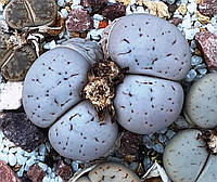 Літопс насіння Lithops pseudotruncatella C245 X C104-----50 шт