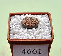 Літопс Lithops julii ssp. julii C64 /4661/ 20 mm/from seeds