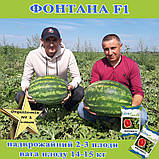 Кавун Фонтана F1 крупноплідний, ТМ Libra seeds (1000 насінин), фото 2