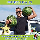 Кавун Фонтана F1 крупноплідний, ТМ Libra seeds (1000 насінин), фото 4