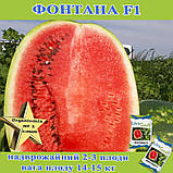 Кавун Фонтана F1 крупноплідний, ТМ Libra seeds (1000 насінин), фото 6