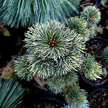 Сосна японська Голділокс / С7,5 / h 40-50 / Pinus Goldilocks, фото 2