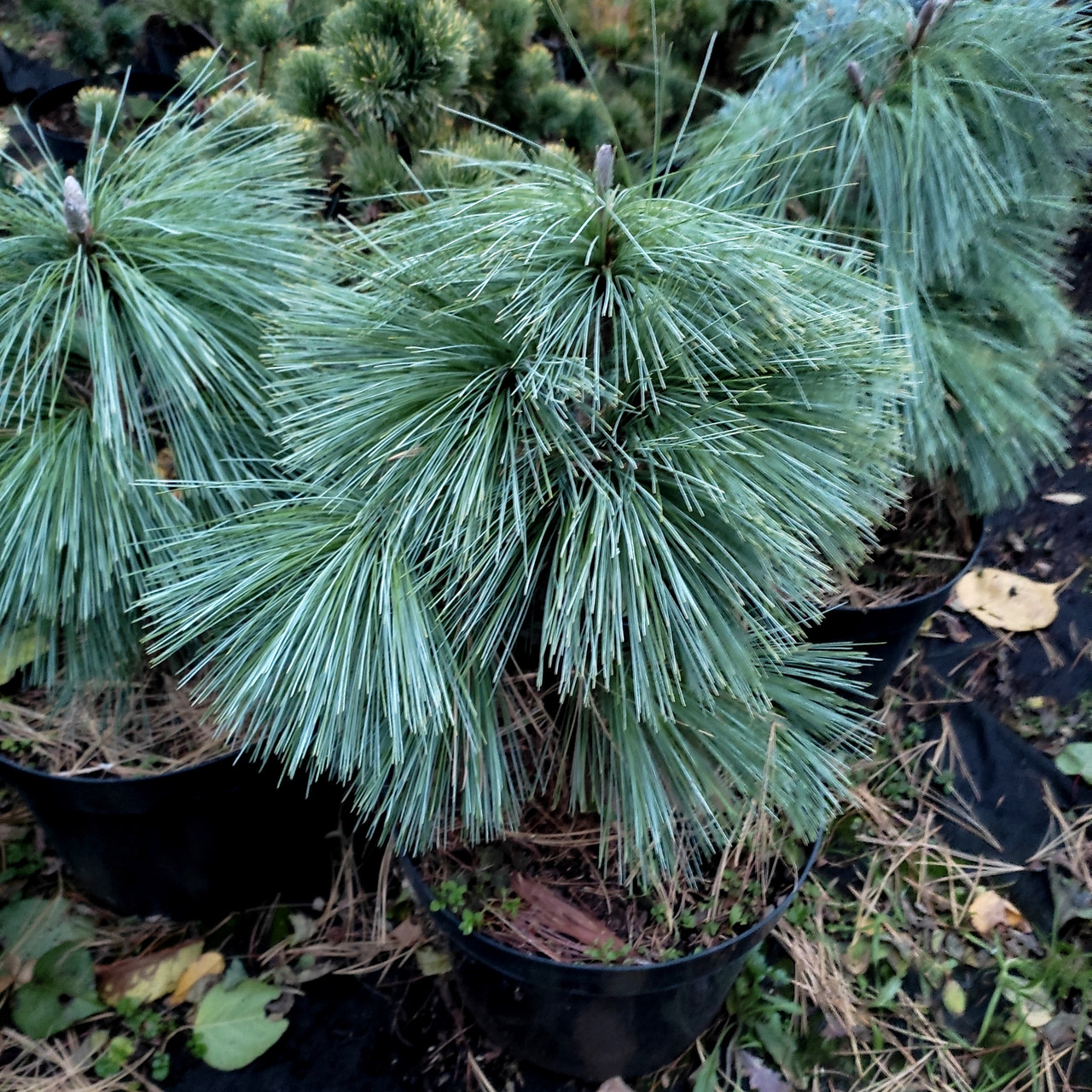 Сосна шверіна Вітхорст / h 30-40 / Pinus schwerinii Wiethorst: продаж ...