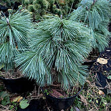 Сосна шверіна Вітхорст / h 40-50 / Pinus schwerinii Wiethorst