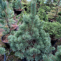 Сосна обыкновенная Ватерери / h 60-80 / Pinus sylvestris Watereri