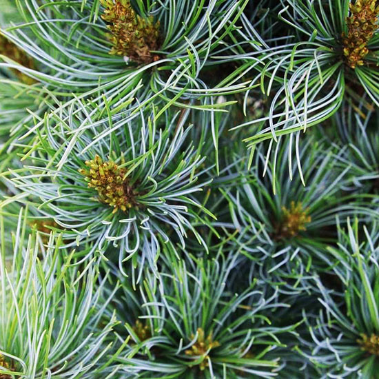 Сосна японская Бергман / h 60-70 / Pinus parviflora Bergman - фото 5 - id-p2010631657