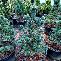 Сосна японская Бергман / h 60-70 / Pinus parviflora Bergman