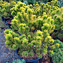 Сосна гірська Вінтер Голд / С45 / d 80-100 / Pinus mugo Wintergold, фото 4