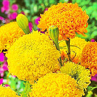 Чорнобривці високорослі Фантастік суміш 0.3 г, Яскрава