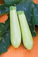 ІСКАНДЕР F1 / ESKENDERANY F1 - Кабачок, Seminis